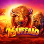 buffalo slot